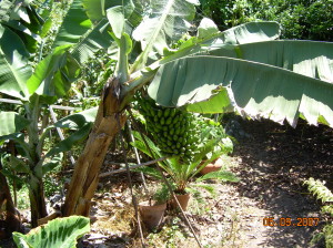 Вот так растут бананы.