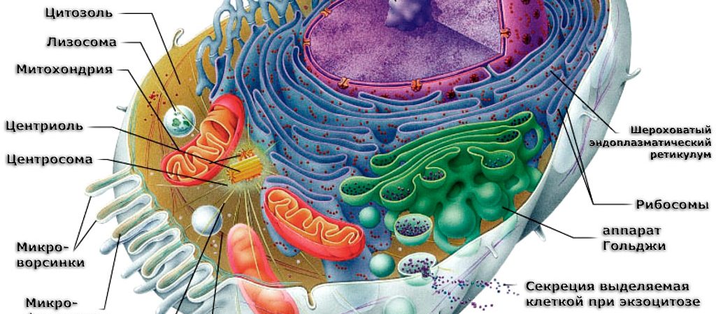 Плотное образование внутри клетки. Цитозоль клетки это. Цитозоль внутри клетки. Таркиби хучайра. Моддахои гайриорганикии таркиби хучайра.